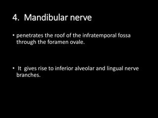 4. Mandibular nerve
• penetrates the roof of the infratemporal fossa
through the foramen ovale.
• It gives rise to inferior alveolar and lingual nerve
branches.
 
