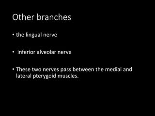 Other branches
• the lingual nerve
• inferior alveolar nerve
• These two nerves pass between the medial and
lateral pterygoid muscles.
 