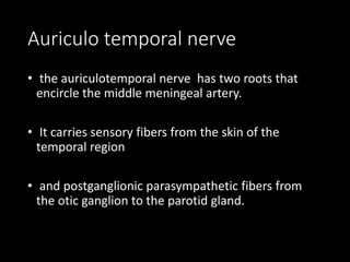 Auriculo temporal nerve
• the auriculotemporal nerve has two roots that
encircle the middle meningeal artery.
• It carries sensory fibers from the skin of the
temporal region
• and postganglionic parasympathetic fibers from
the otic ganglion to the parotid gland.
 