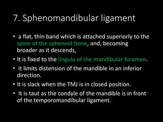 7. Sphenomandibular ligament
• a flat, thin band which is attached superiorly to the
spine of the sphenoid bone, and, becoming
broader as it descends,
• It is fixed to the lingula of the mandibular foramen.
• it limits distension of the mandible in an inferior
direction.
• It is slack when the TMJ is in closed position.
• It is taut as the condyle of the mandible is in front
of the temporomandibular ligament.
 