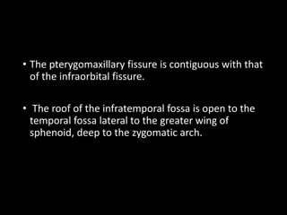 • The pterygomaxillary fissure is contiguous with that
of the infraorbital fissure.
• The roof of the infratemporal fossa is open to the
temporal fossa lateral to the greater wing of
sphenoid, deep to the zygomatic arch.
 
