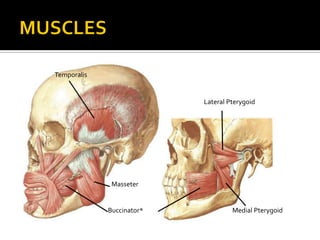 Temporalis
Masseter
Medial PterygoidBuccinator*
Lateral Pterygoid
 