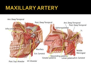 Ext. Cartotid
Inf. AlveolarPost. Sup. Alveolar
Maxillary
Post. DeepTemporal
Ant. DeepTemporal
Infra-orbital
Ext. Cartotid
Post. Deep Temporal
Ant. DeepTemporal
Middle
Meningeal
Septal brr.
Descending palatine
Greater palatine Lesser palatine
Sphenopalatine
V3
 