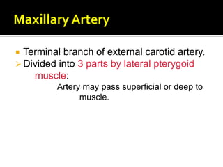 Terminal branch of external carotid artery.
 Divided into 3 parts by lateral pterygoid
muscle:
Artery may pass superficial or deep to
muscle.
 