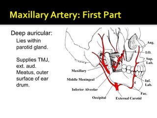Deep auricular:
Lies within
parotid gland.
Supplies TMJ,
ext. aud.
Meatus, outer
surface of ear
drum.
 