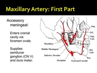 Accessory
meningeal:
Enters cranial
cavity via
foramen ovale.
Supplies
semilunar
ganglion (CN V)
and dura mater.
 