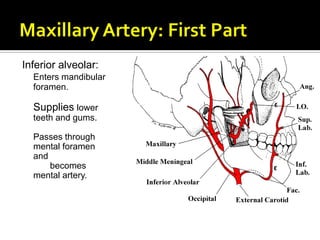 Inferior alveolar:
Enters mandibular
foramen.
Supplies lower
teeth and gums.
Passes through
mental foramen
and
becomes
mental artery.
 
