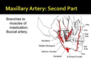 Branches to
muscles of
mastication.
Buccal artery.
 