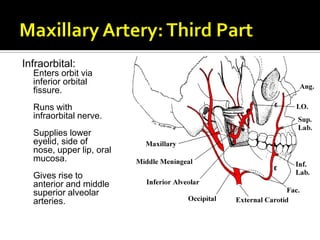 Infraorbital:
Enters orbit via
inferior orbital
fissure.
Runs with
infraorbital nerve.
Supplies lower
eyelid, side of
nose, upper lip, oral
mucosa.
Gives rise to
anterior and middle
superior alveolar
arteries.
 