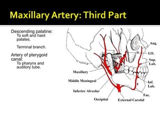 Descending palatine:
To soft and hard
palates.
Terminal branch.
Artery of pterygoid
canal:
To pharynx and
auditory tube.
 