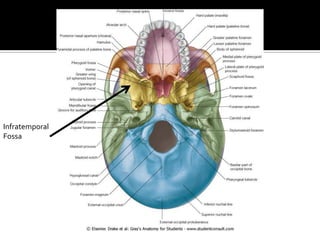 Infratemporal
Fossa
 