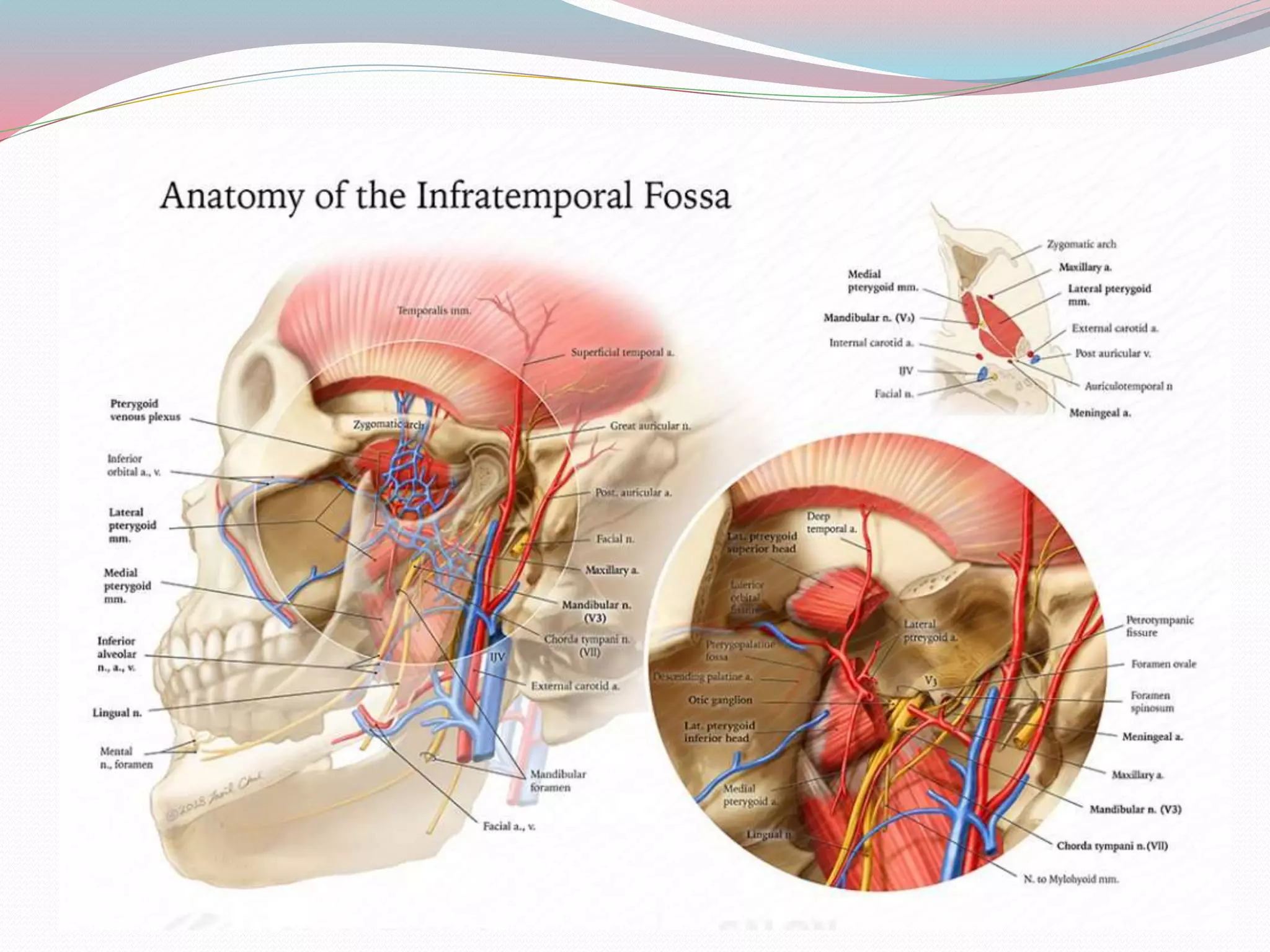 Infratemporal Fossa PPTX infratemporal-fossa-pptx