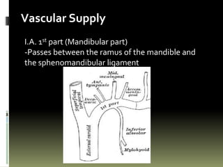 Vascular Supply
I.A. 1st part (Mandibular part)
-Passes between the ramus of the mandible and
the sphenomandibular ligament
 