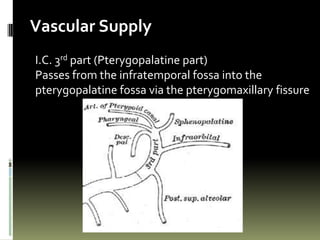 Vascular Supply
I.C. 3rd part (Pterygopalatine part)
Passes from the infratemporal fossa into the
pterygopalatine fossa via the pterygomaxillary fissure
 