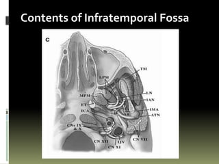 Contents of Infratemporal Fossa
 
