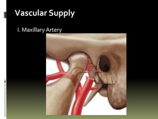 Vascular Supply
I. Maxillary Artery
 
