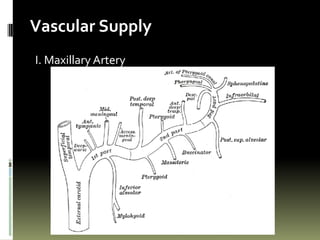 Vascular Supply
I. Maxillary Artery
 