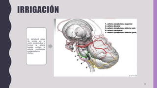 IRRIGACIÓN
11
A. Vertebral antes
de unirse en la
unión pontobulbar y
formar la arteria
basilar emiten la
arteria cerebelosa
posteroinferior
(PICA)
Las a. cerebelosas
anteroinferiores
(AICA) se originan
aproximadamente a
la mitad del trayecto
del puente, penetrar
el conducto auditivo
interno e irrigar la
porción anterior del
cerebelo
La a. basilar emite
las arterias
cerebelosas
superiores (SUCA),
que rodean el
mesencéfalo,
originan las ramas
hemisféricas y
vermianas
superiores que
riegan la cara
superior del
cerebelo, los
núcleos
cerebelosos y el
pedúnculo
cerebeloso superior.
Las principales
ramas del tallo
cerebral son las
talamoperforantes y
las coroideas
posteromediales,
cuadrigeminales,
talamogeniculadas,
posterolaterales y
pedunculares que
irrigan el diencéfalo
 