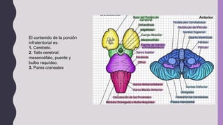El contenido de la porción
infratentorial es:
1. Cerebelo.
2. Tallo cerebral:
mesencéfalo, puente y
bulbo raquídeo.
3. Pares craneales
 