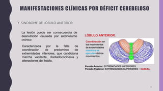 • SINDROME DE LÓBULO ANTERIOR
6
La lesión puede ser consecuencia de
desnutrición causada por alcoholismo
crónico
Caracterizada por la falta de
coordinación de predominio de
extremidades inferiores, que condiciona
marcha vacilante, disdiadococinesia y
alteraciones del habla.
MANIFESTACIONES CLÍNICAS POR DÉFICIT CEREBELOSO
 