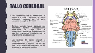 TALLO CEREBRAL
• Está conformado por el mesencéfalo, el
puente y el bulbo, y contiene los centros
funcionales asociados con 10 pares
craneales (excepto el PC I Y II)
• Contiene también largos fascículos que
transmiten impulsos somatosensitivos
procedentes del cuerpo hasta el
prosencéfalo, además de impulsos motores
para los movimientos voluntarios que se
originan en la corteza cerebral
• Las lesiones del tronco cerebral se
manifiestan por disfunciones
somatosensitivas y motoras, de los dos
tipos, acompañadas de anomalías de las
funciones de los pares craneales
8
 