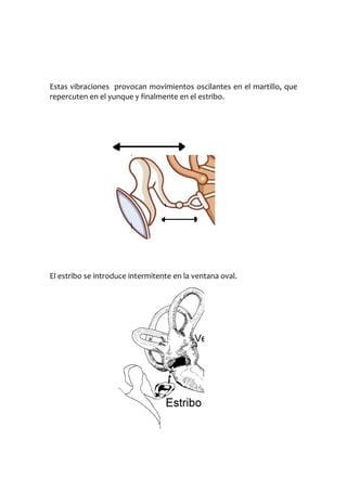 Estas vibraciones provocan movimientos oscilantes en el martillo, que
repercuten en el yunque y finalmente en el estribo.

El estribo se introduce intermitente en la ventana oval.

 