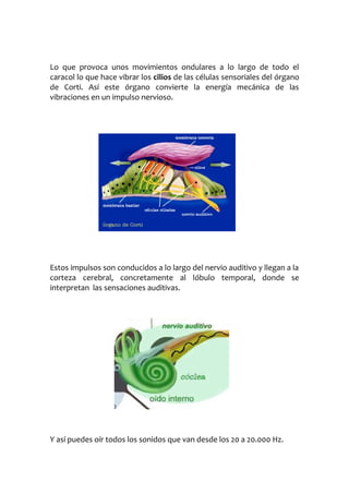 Lo que provoca unos movimientos ondulares a lo largo de todo el
caracol lo que hace vibrar los cilios de las células sensoriales del órgano
de Corti. Así este órgano convierte la energía mecánica de las
vibraciones en un impulso nervioso.

Estos impulsos son conducidos a lo largo del nervio auditivo y llegan a la
corteza cerebral, concretamente al lóbulo temporal, donde se
interpretan las sensaciones auditivas.

Y así puedes oír todos los sonidos que van desde los 20 a 20.000 Hz.

 