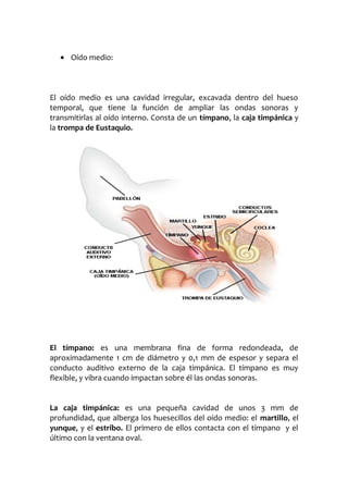 • Oído medio:

El oído medio es una cavidad irregular, excavada dentro del hueso
temporal, que tiene la función de ampliar las ondas sonoras y
transmitirlas al oído interno. Consta de un tímpano, la caja timpánica y
la trompa de Eustaquio.

El tímpano: es una membrana fina de forma redondeada, de
aproximadamente 1 cm de diámetro y 0,1 mm de espesor y separa el
conducto auditivo externo de la caja timpánica. El tímpano es muy
flexible, y vibra cuando impactan sobre él las ondas sonoras.
La caja timpánica: es una pequeña cavidad de unos 3 mm de
profundidad, que alberga los huesecillos del oído medio: el martillo, el
yunque, y el estribo. El primero de ellos contacta con el tímpano y el
último con la ventana oval.

 