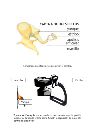 Comparación con los objetos que deben el nombre.

Martillo

Estribo

Yunque

Trompa de Eustaquio: es un conducto que conecta con la porción
superior de la laringe y tiene como función la regulación de la presión
dentro del oído medio.

 