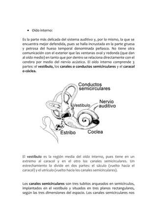 • Oído interno:
Es la parte más delicada del sistema auditivo y, por lo mismo, la que se
encuentra mejor defendida, pues se halla incrustada en la parte gruesa
y petrosa del hueso temporal denominada peñasco. No tiene otra
comunicación con el exterior que las ventanas oval y redonda (que dan
al oído medio) en tanto que por dentro se relaciona directamente con el
cerebro por medio del nervio acústico. El oído interno comprende 3
partes: el vestíbulo, los canales o conductos semicirculares y el caracol
o cóclea.

El vestíbulo es la región media del oído interno, pues tiene en un
extremo al caracol y en el otro los canales semicirculares. Un
estrechamiento lo divide en dos partes: el sáculo (vuelto hacia el
caracol) y el utrículo (vuelto hacia los canales semicirculares).
Los canales semicirculares son tres tubitos arqueados en semicírculos,
implantados en el vestíbulo y situados en tres planos rectangulares,
según las tres dimensiones del espacio. Los canales semicirculares nos

 