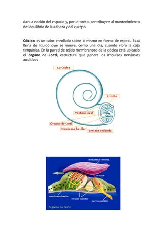 dan la noción del espacio y, por lo tanto, contribuyen al mantenimiento
del equilibrio de la cabeza y del cuerpo
Cóclea: es un tubo enrollado sobre sí mismo en forma de espiral. Está
llena de líquido que se mueve, como una ola, cuando vibra la caja
timpánica. En la pared de tejido membranoso de la cóclea está ubicado
el órgano de Corti, estructura que genera los impulsos nerviosos
auditivos

 