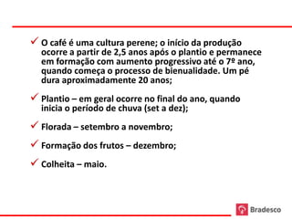  O café é uma cultura perene; o início da produção
  ocorre a partir de 2,5 anos após o plantio e permanece
  em formação com aumento progressivo até o 7º ano,
  quando começa o processo de bienualidade. Um pé
  dura aproximadamente 20 anos;
 Plantio – em geral ocorre no final do ano, quando
  inicia o período de chuva (set a dez);
 Florada – setembro a novembro;
 Formação dos frutos – dezembro;
 Colheita – maio.
 