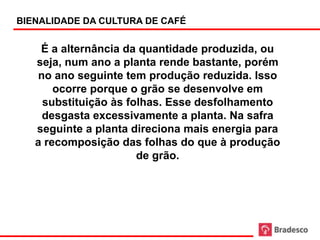 BIENALIDADE DA CULTURA DE CAFÉ


    É a alternância da quantidade produzida, ou
   seja, num ano a planta rende bastante, porém
   no ano seguinte tem produção reduzida. Isso
       ocorre porque o grão se desenvolve em
    substituição às folhas. Esse desfolhamento
    desgasta excessivamente a planta. Na safra
   seguinte a planta direciona mais energia para
   a recomposição das folhas do que à produção
                      de grão.
 