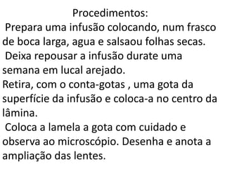 Procedimentos:
 Prepara uma infusão colocando, num frasco
de boca larga, agua e salsaou folhas secas.
 Deixa repousar a infusão durate uma
semana em lucal arejado.
Retira, com o conta-gotas , uma gota da
superfície da infusão e coloca-a no centro da
lâmina.
 Coloca a lamela a gota com cuidado e
observa ao microscópio. Desenha e anota a
ampliação das lentes.
 