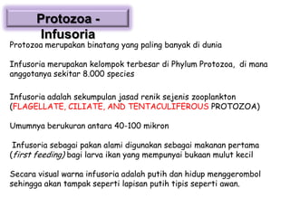 Protozoa Infusoria

Protozoa merupakan binatang yang paling banyak di dunia
Infusoria merupakan kelompok terbesar di Phylum Protozoa, di mana
anggotanya sekitar 8.000 species
Infusoria adalah sekumpulan jasad renik sejenis zooplankton
(FLAGELLATE, CILIATE, AND TENTACULIFEROUS PROTOZOA)

Umumnya berukuran antara 40-100 mikron
Infusoria sebagai pakan alami digunakan sebagai makanan pertama
(first feeding) bagi larva ikan yang mempunyai bukaan mulut kecil

Secara visual warna infusoria adalah putih dan hidup menggerombol
sehingga akan tampak seperti lapisan putih tipis seperti awan.

 