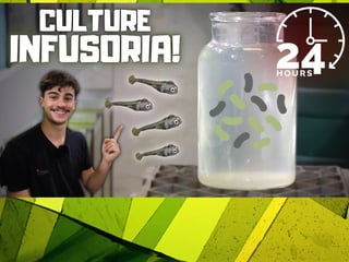 infusorian culture as fish food organisms | PPTX