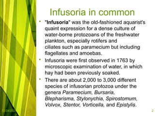 infusorian culture as fish food organisms | PPTX
