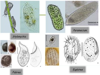 infusorian culture as fish food organisms | PPTX