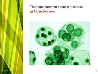 infusorian culture as fish food organisms | PPTX