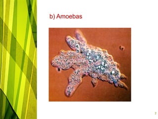 infusorian culture as fish food organisms | PPTX