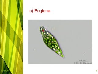 infusorian culture as fish food organisms | PPTX