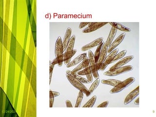 infusorian culture as fish food organisms | PPTX
