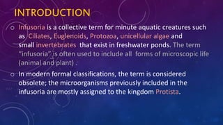 Infusoria culture | PPTX