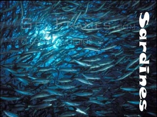 Sardines 