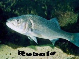 Robalo 