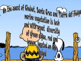 On the coast of Chubut, Santa Cruz and Tierra del Fuego  marine vagetation is lush  and with great  diversity  of green algae, red and  brown, located on the  seabed 