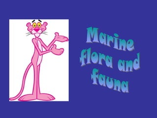 Marine  flora and  fauna 