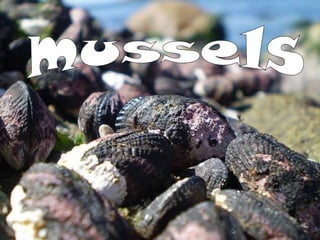 mussels 