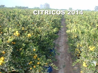 CITRICOS 2014
 
