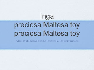 Inga
preciosa Maltesa toy
preciosa Maltesa toy
Album de fotos desde los tres a los seis meses
 